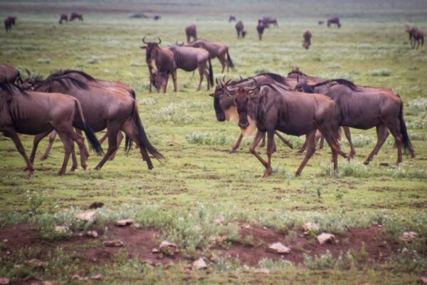 4 Days Safari Seeing wildebeest crossing Mara Rivers in Northern Serengeti