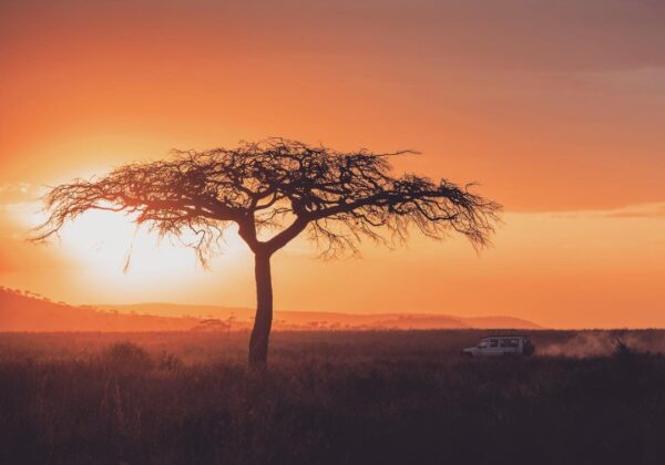 5 Days Lake Manyara, Serengeti and Ngorongoro Crater Lodge Tour