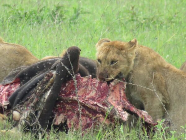 4 Days Big 5 Tour and Culture