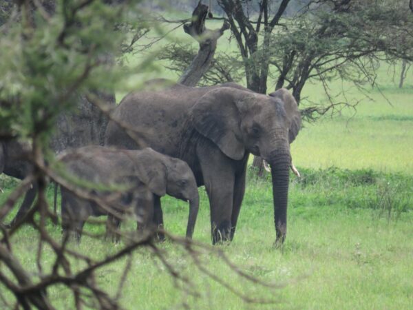 10 Days Safari Calving Migration and Culture