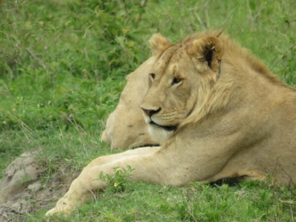 6 Days Wildebeest Migration Tarangire, Serengeti and Ngorongoro Crater Mid-range Lodge Tour