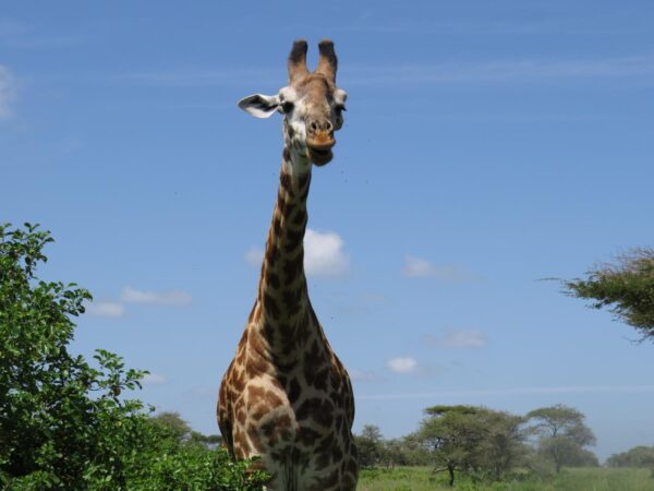 8 Days Wildebeest Migration Safari
