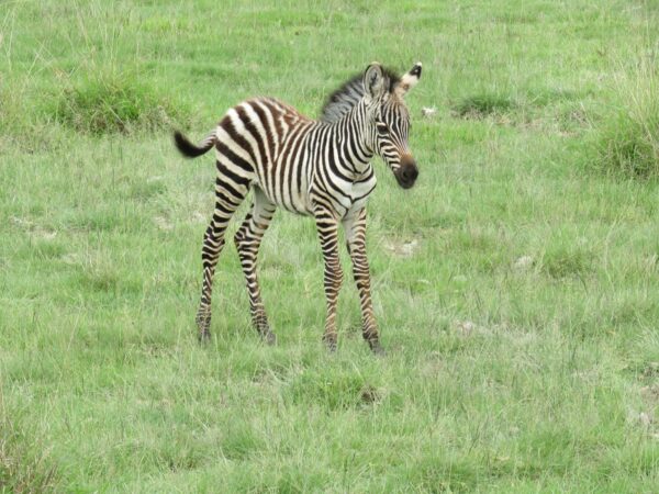 7 Days Wildebeest Migration Tarangire, Serengeti, Ngorongoro Crater and Lake Manyara Mid-range Lodge Tour