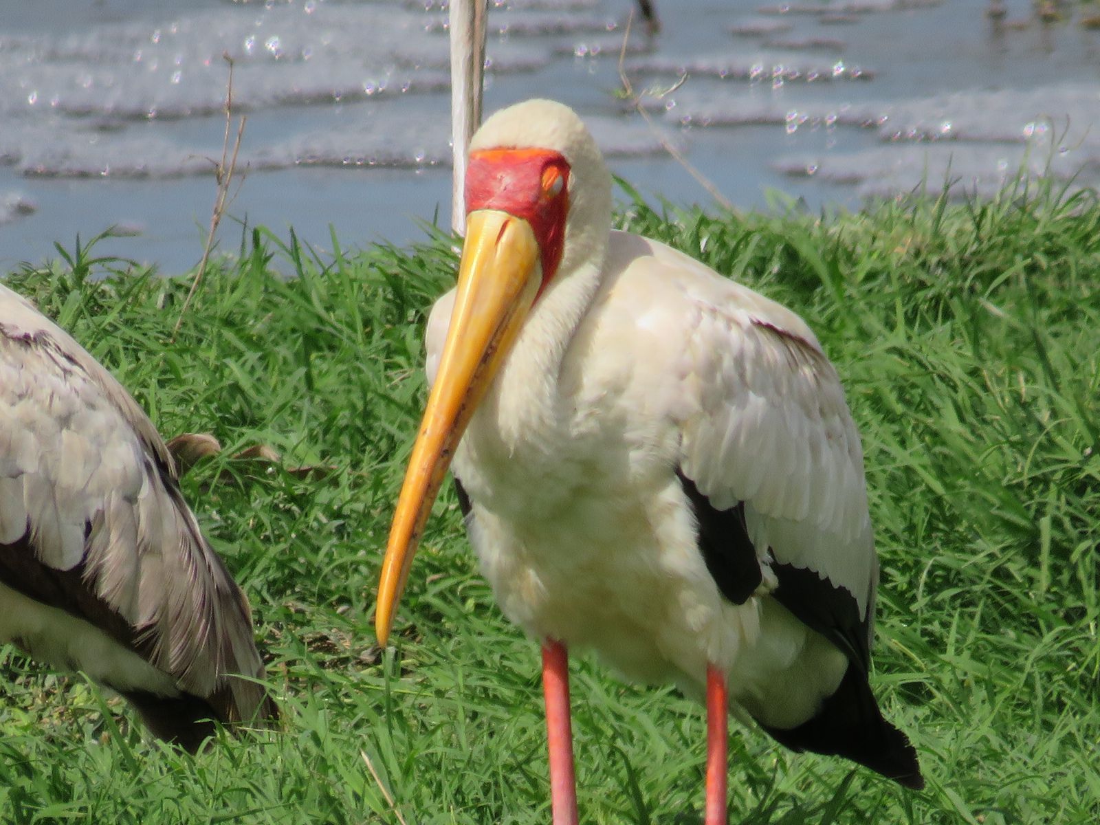 10 Days Southern Serengeti Safari