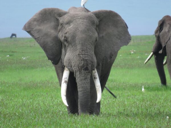 11 Day/10 Nights Tanzania Safari