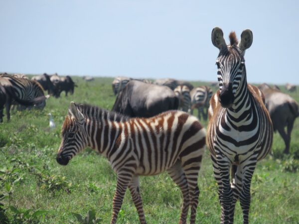 4 Days Migration Safari in Ndutu