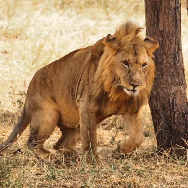5 Days Tarangire, Serengeti and Ngorongoro Crater Mid-range Lodge Safari