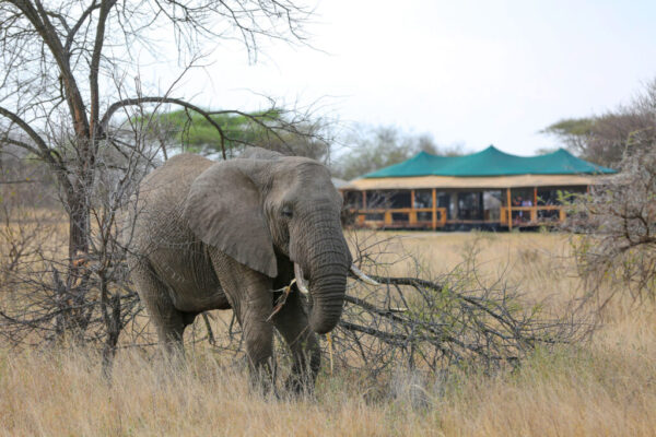 3 Days Tarangire and Ngorongoro Crater joining camping safari
