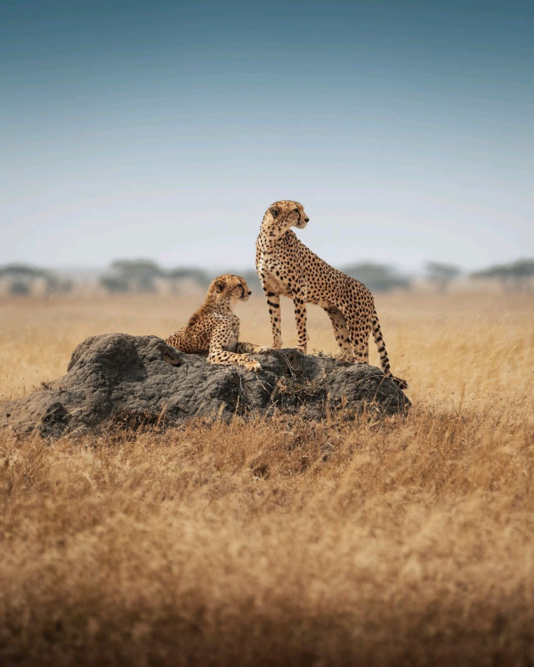 4 Days Serengeti and Ngorongoro joining camping safari